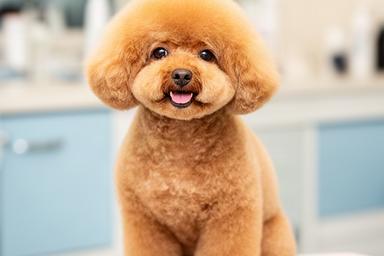テディベアカットでふわふわに整ったトイプードルの仕上がり