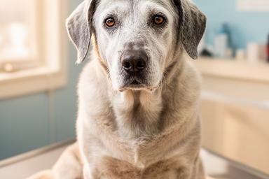 ソフトケア後に穏やかな表情で座る15歳の老犬